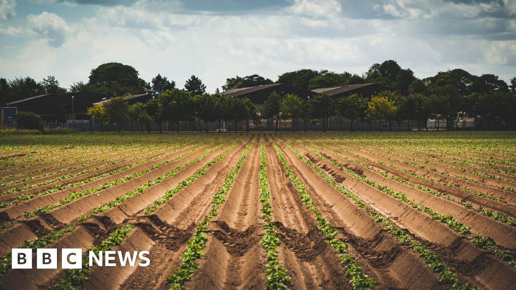bbc.co.uk - Charis Scott-Holm - Research helping Lincolnshire farmers grow food in saltier soil