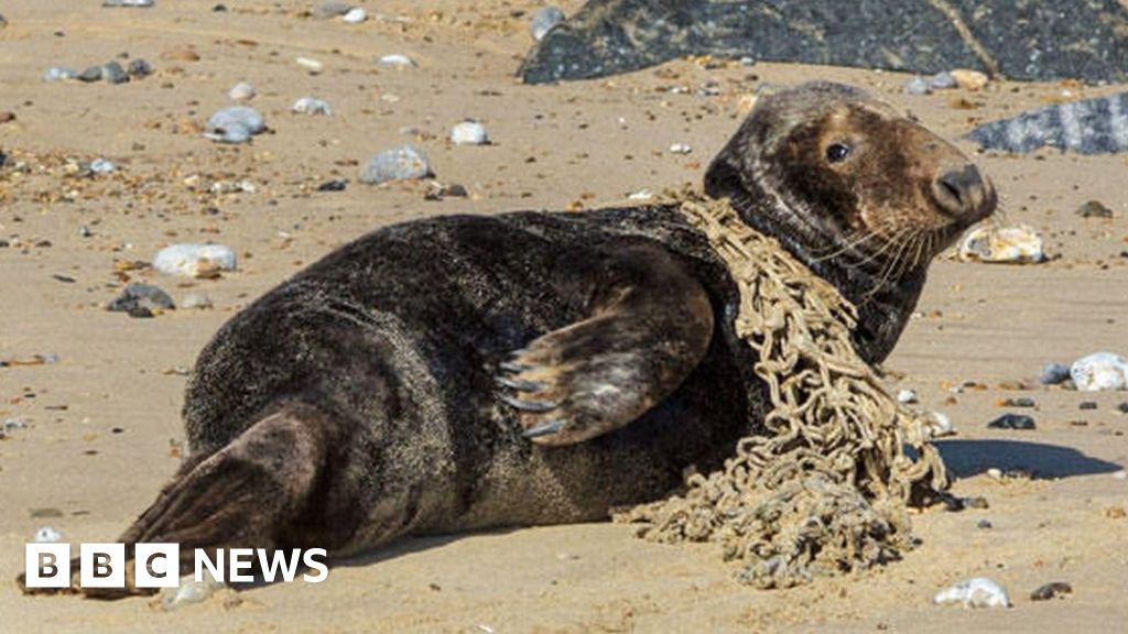 Norfolk RSPCA centre saves 50th seal with injuries from rubbish