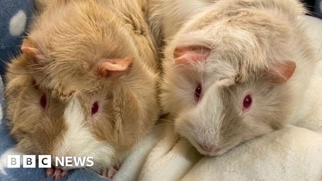 Retford Guinea pigs rescued after being abandoned in plastic bin