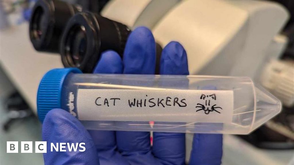 Harwell scientist collects cat whiskers for drug experiments