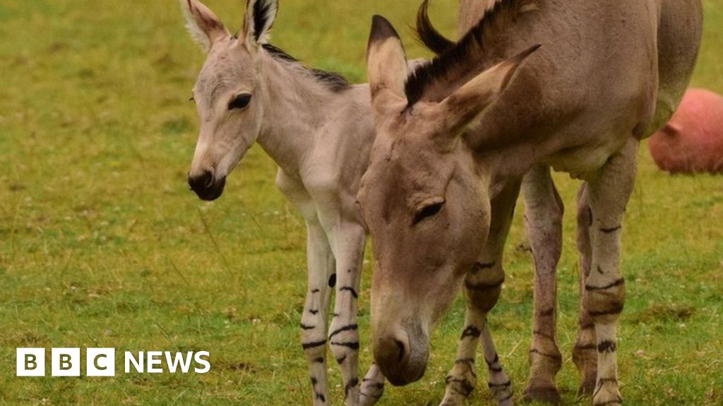 Rare Somali wild ass foal born at Kessingland Zoo in Suffolk - BBC News