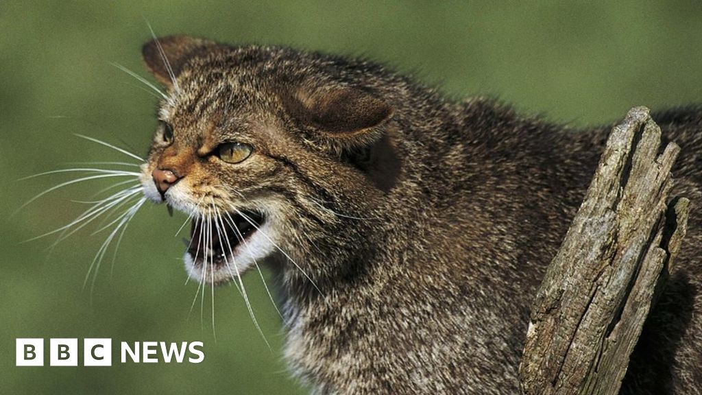 More than a quarter of UK mammals face extinction