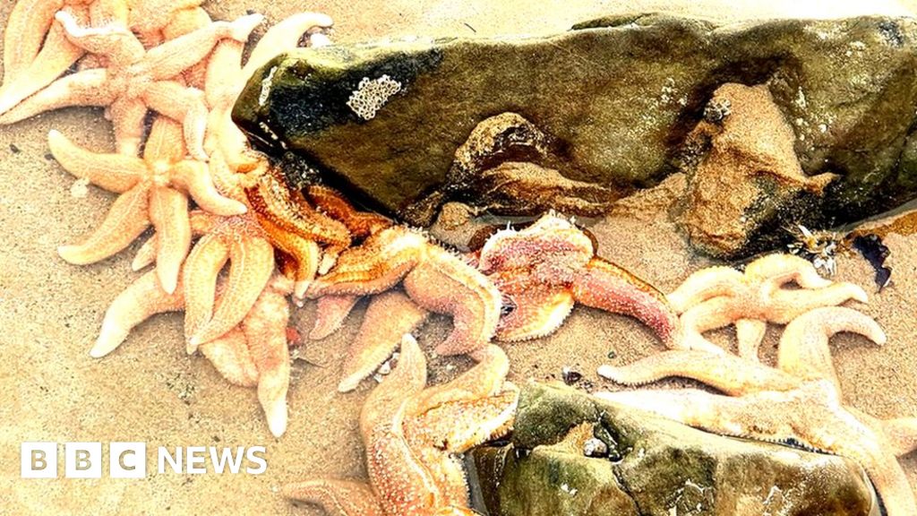 Pembrokeshire: Stranded starfish on Welsh beaches