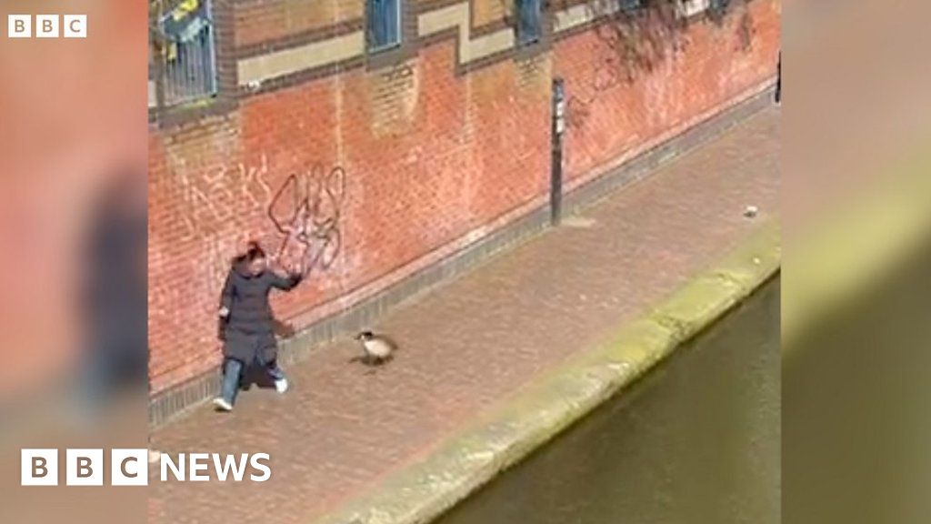 Goose gives chase to canal path pedestrians