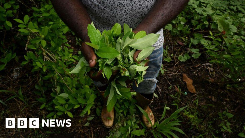 Colombia cocaine: Cultivation reaches record high