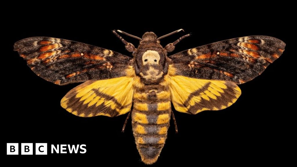 'Cool' insect photos in Leeds to inspire girls into science