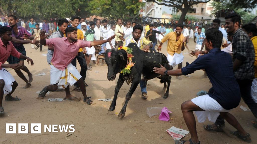 Jallikattu Thousands Protest At India Bullfighting Ban Bbc News