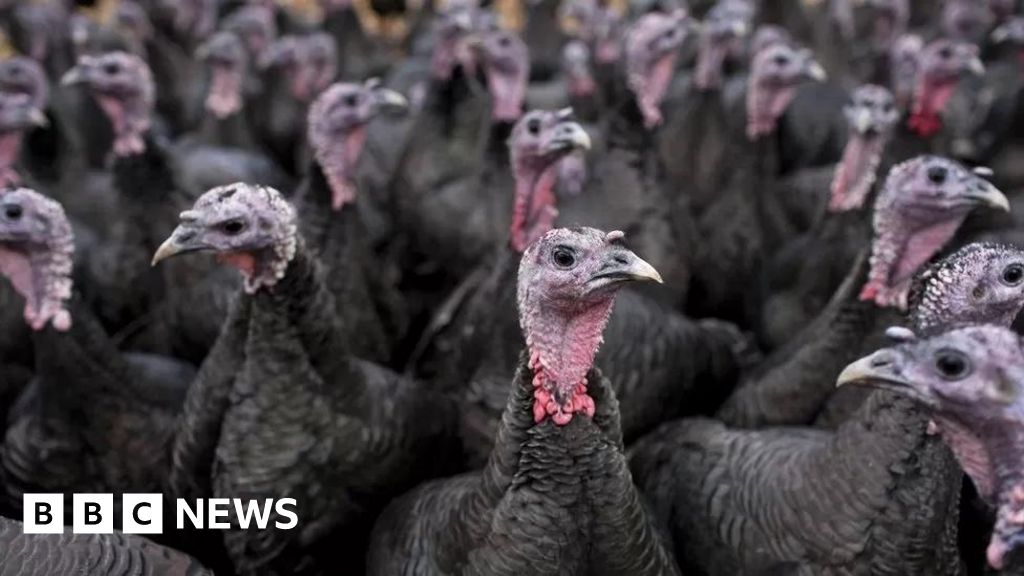 Bird flu: Free range turkey supplies hit by bird flu