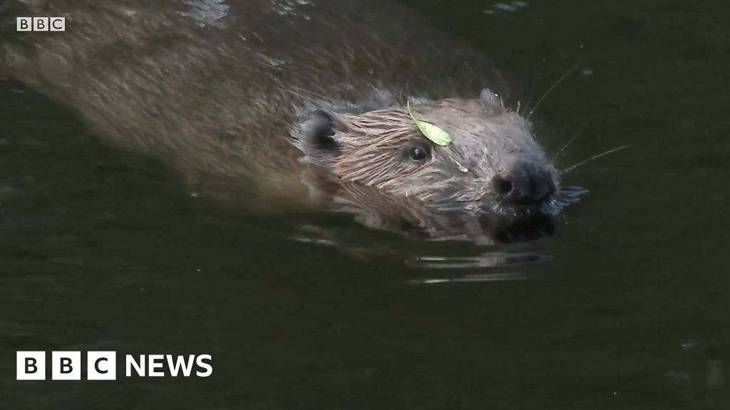 Scottish beavers protected in law - BBC News