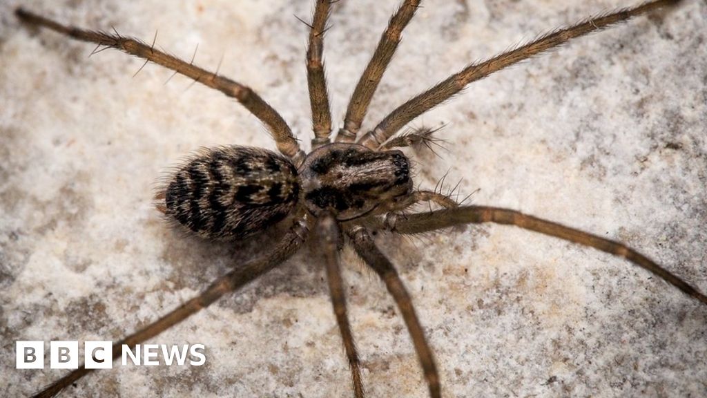 Rare funnelweb spider found hanging out at Whitehead BBC News