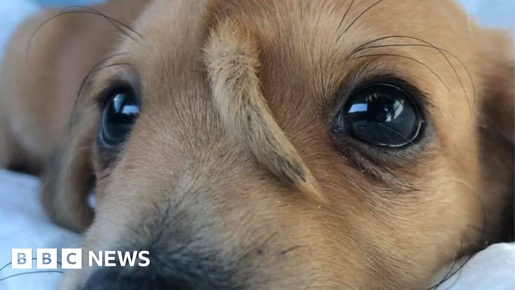 Narwhal: Puppy with extra tail on his head rescued - BBC News