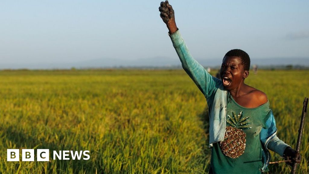 Kenyan rice farmers battle quelea birds in Kisumu