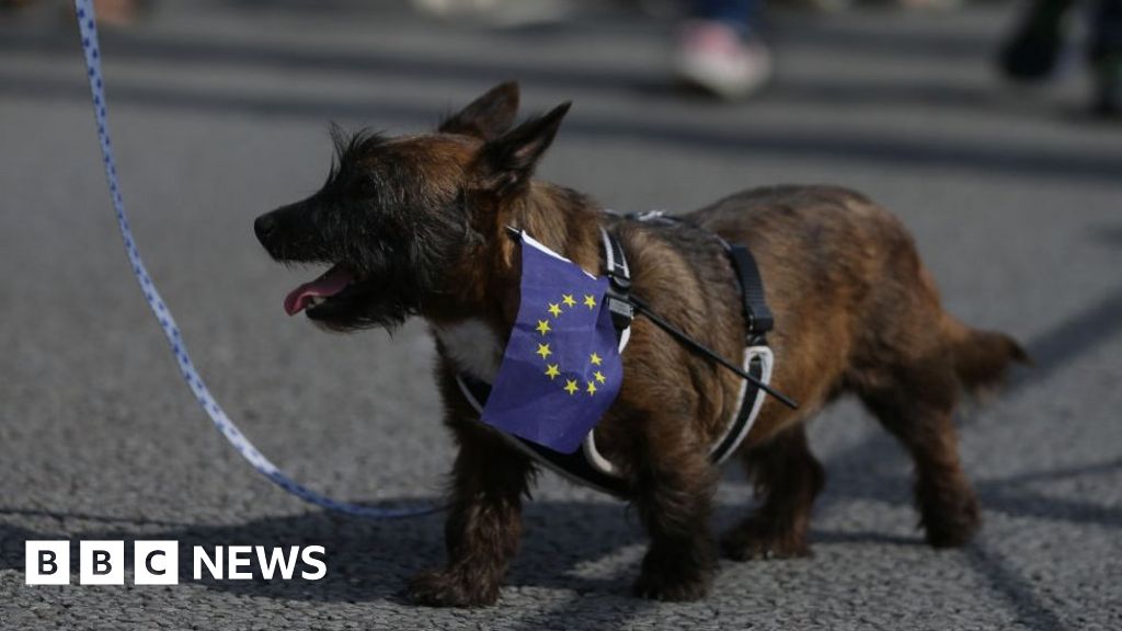 Pet passports deals no deal brexit