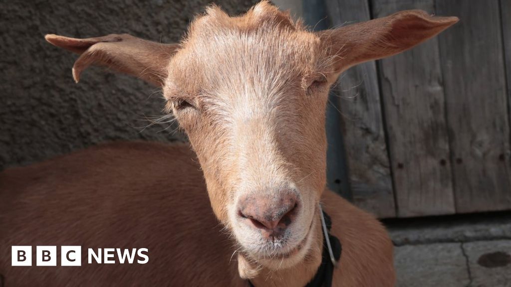 Zimbabwe schools accept goats for tuition fees