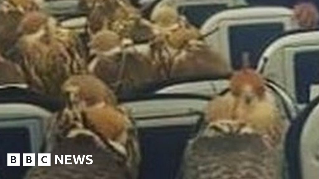 Saudi Prince Bought Plane Tickets for His 80 Falcons - View from