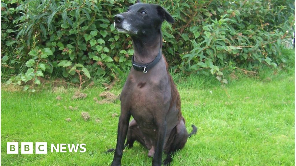 Dog thrown from car found in Edinburgh street BBC News