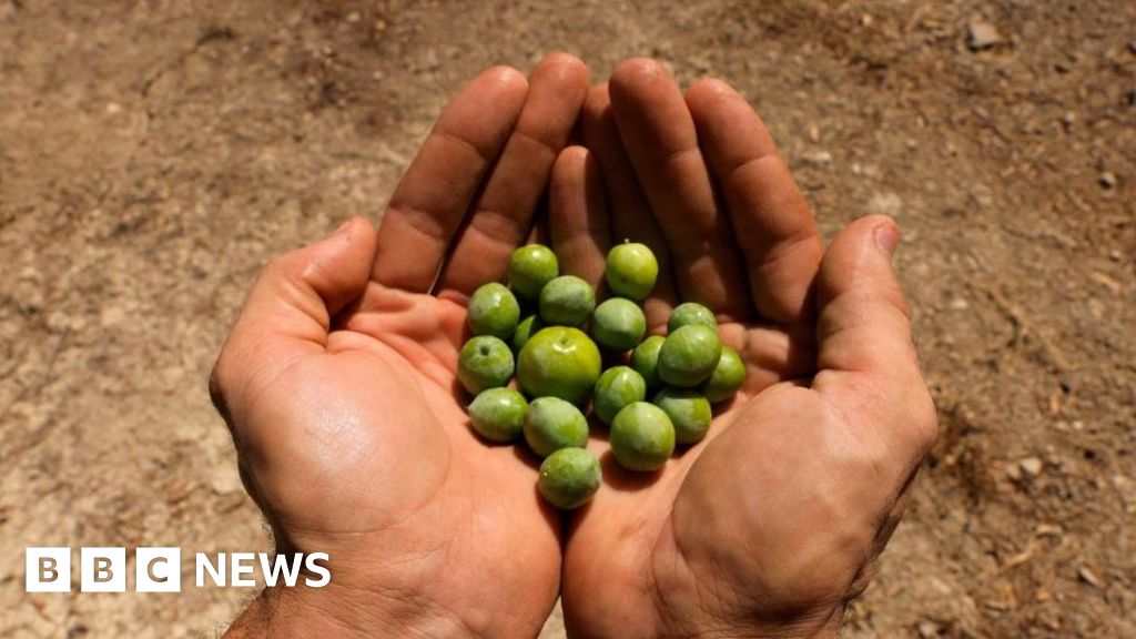 La sequía en España está haciendo subir los precios del aceite de oliva