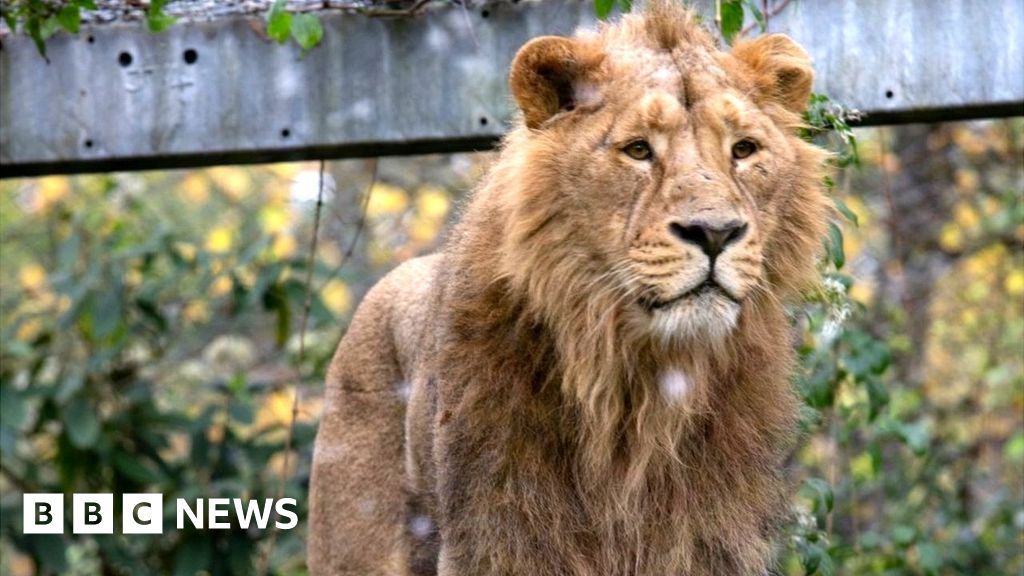 Bristol Zoo: group battling to stop site becoming housing