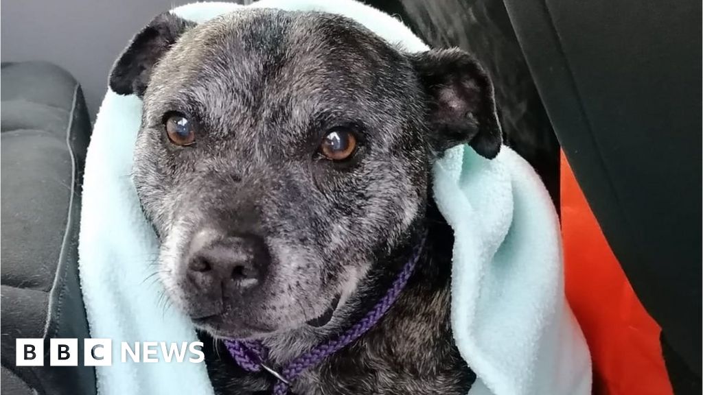 Staffordshire New home for dog after weight loss transformation BBC News
