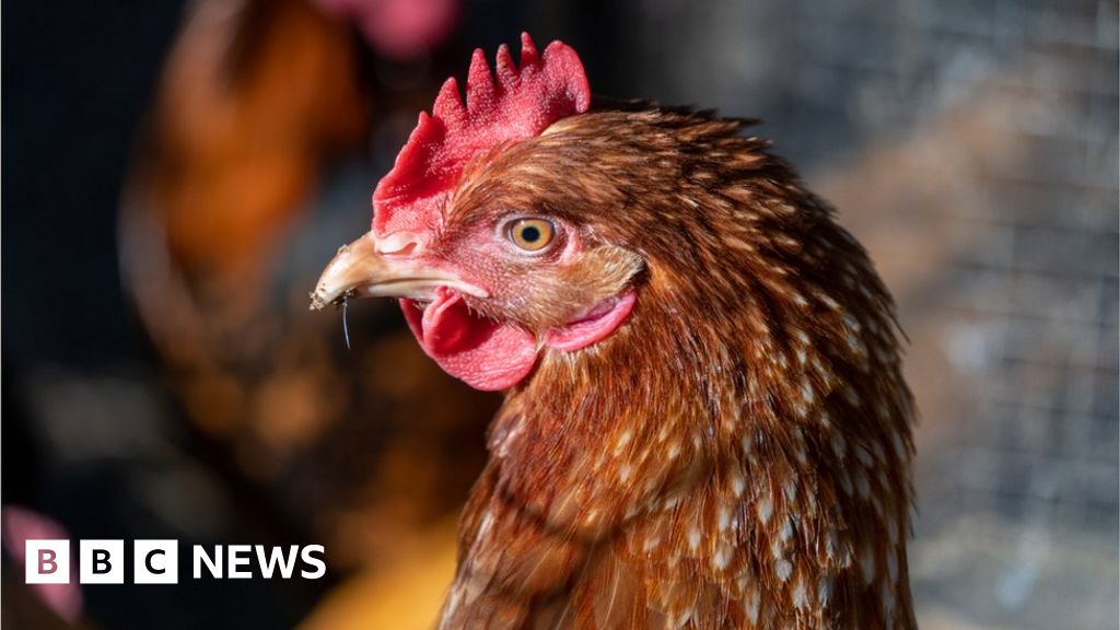 Scotland proposes UK’s first ban on caging laying hens – BBC News