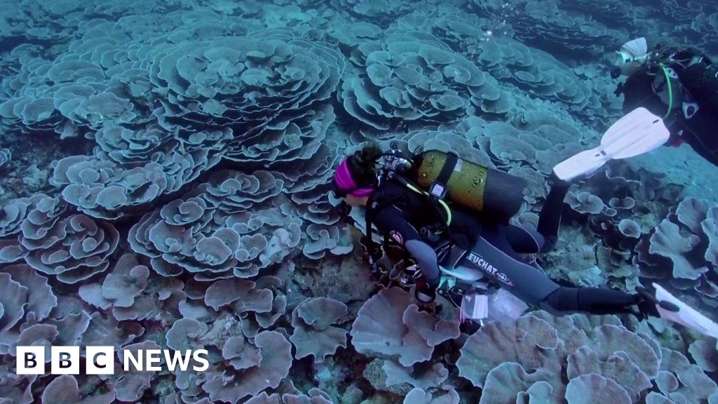 Giant Pristine Coral Reef Discovered Off Tahiti - BBC News