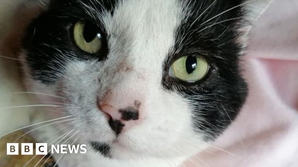 Coronavirus Birmingham cat rescue reports 'kittens galore' BBC News