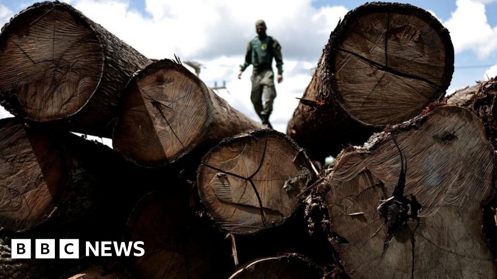 アマゾン諸国は森林破壊を終わらせるという合意された目標を達成できていない