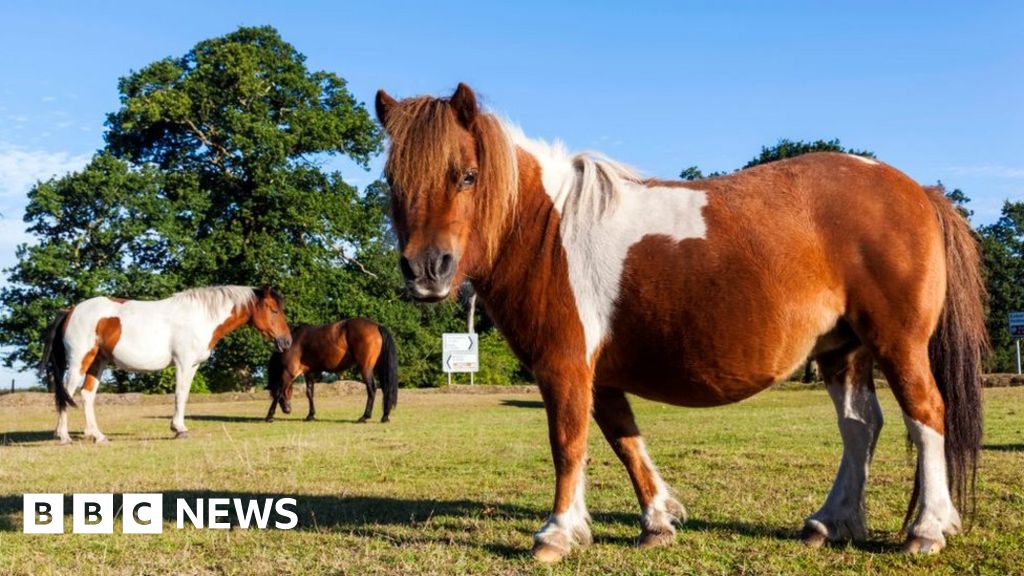 Case of horse disease strangles found in New Forest