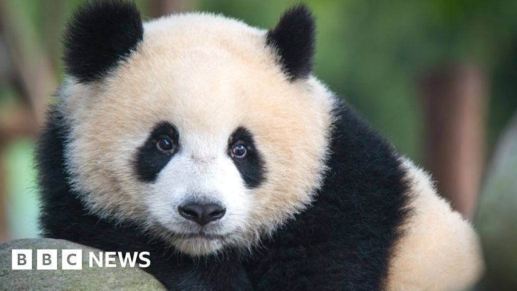 Giant pandas can tell a mate from their calls - BBC News