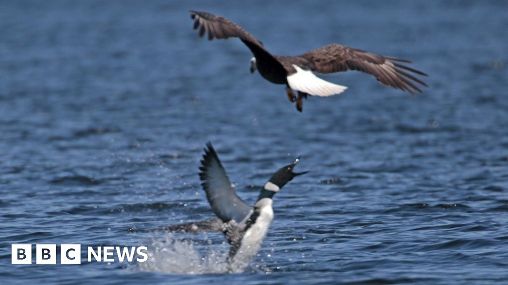 Plucky water bird stabs eagle in heart with beak