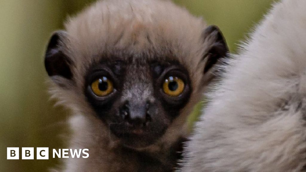 Dancing lemur: Chester Zoo celebrates Coquerel's sifaka delivery