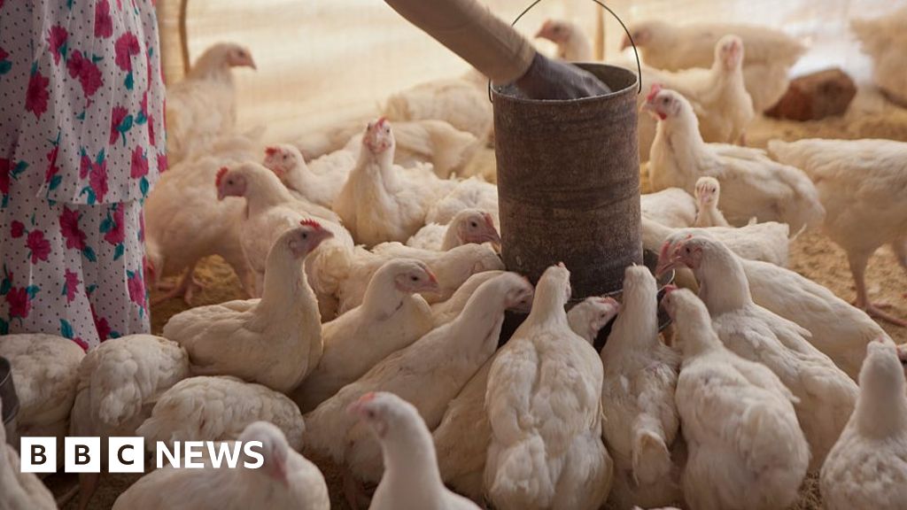 Moçambique queima 45 mil galinhas à medida que a gripe aviária se espalha a partir da África do Sul