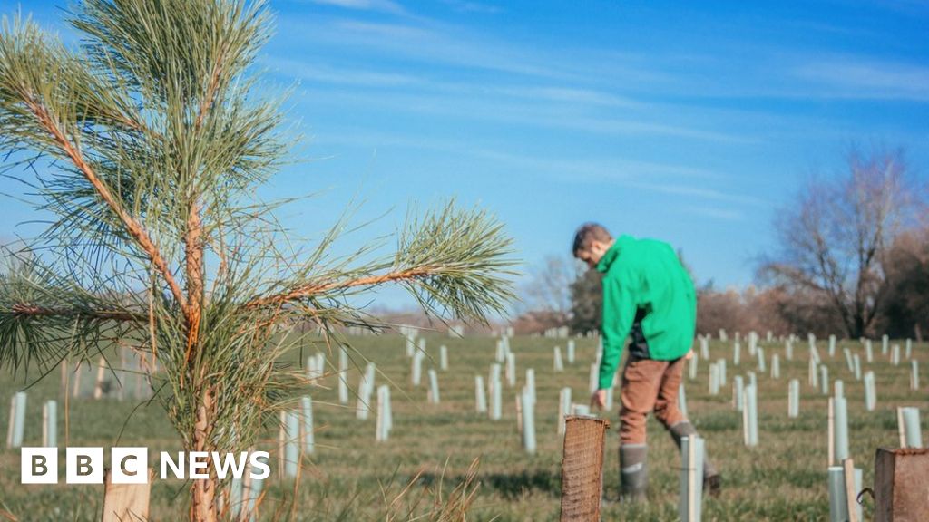 Three new coronation woodlands created in Devon