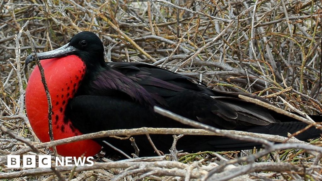 Drones help Galapagos tackle rat infestation