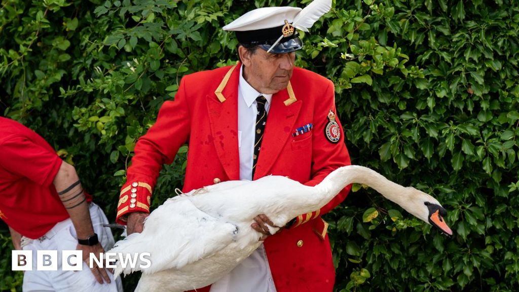 Swan upping: Royal cygnet numbers drop by 40% in a year