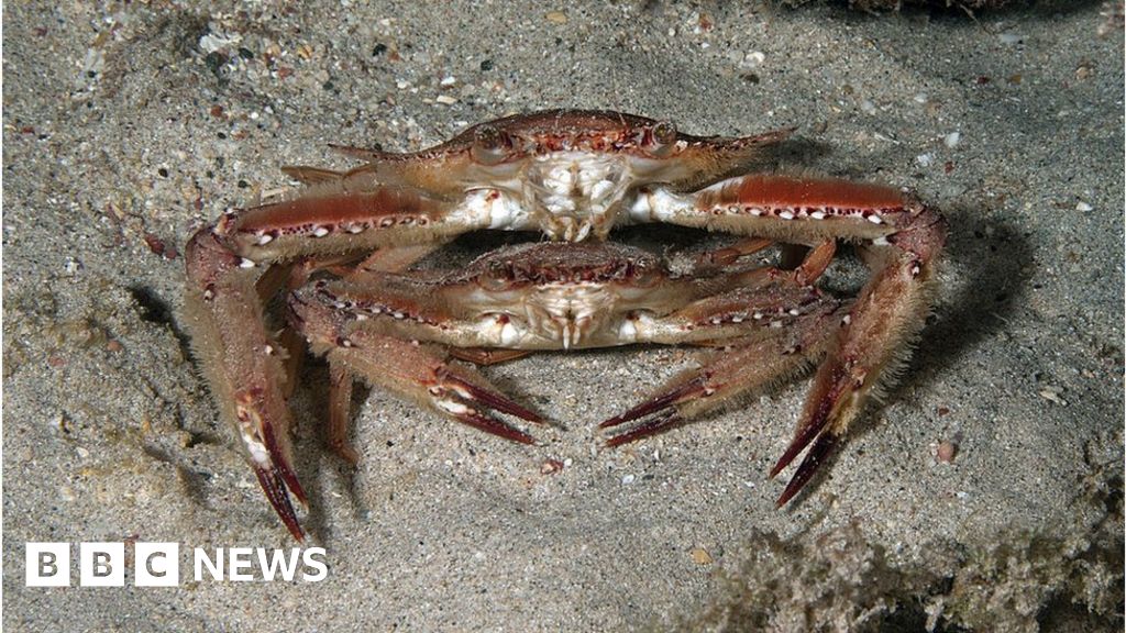Zanzibar swimming crabs deaths being investigated