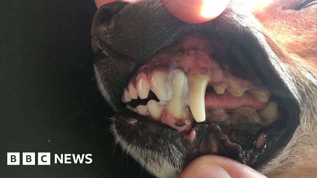 Dog's mouth glued together after chewing flyer BBC News