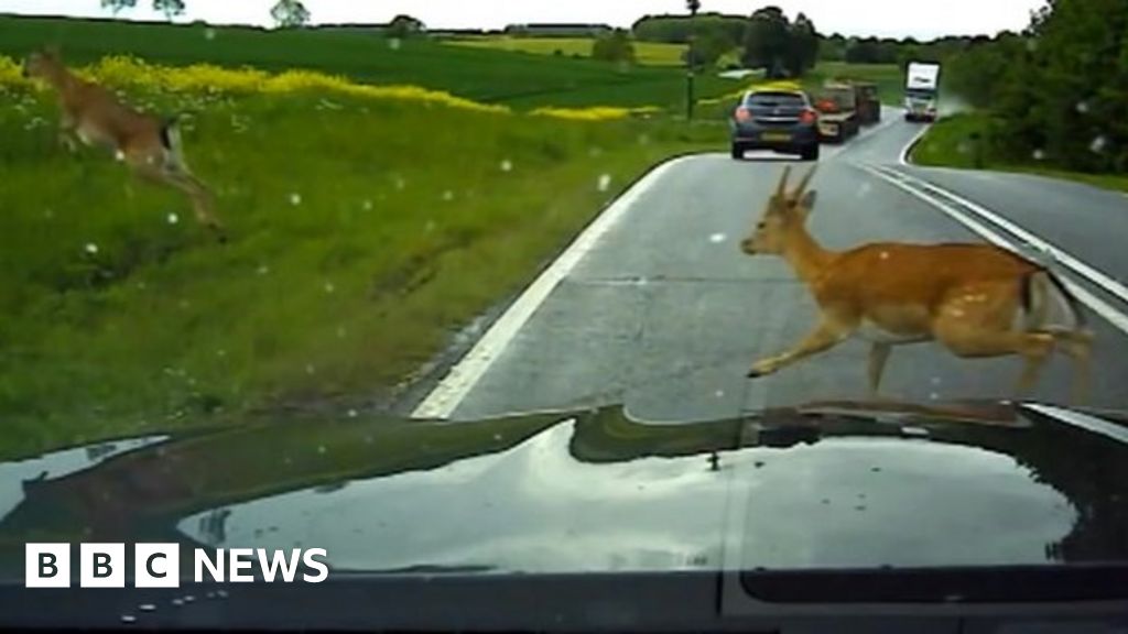 Deer crashes 'ever increasing' on Lincolnshire roads BBC News