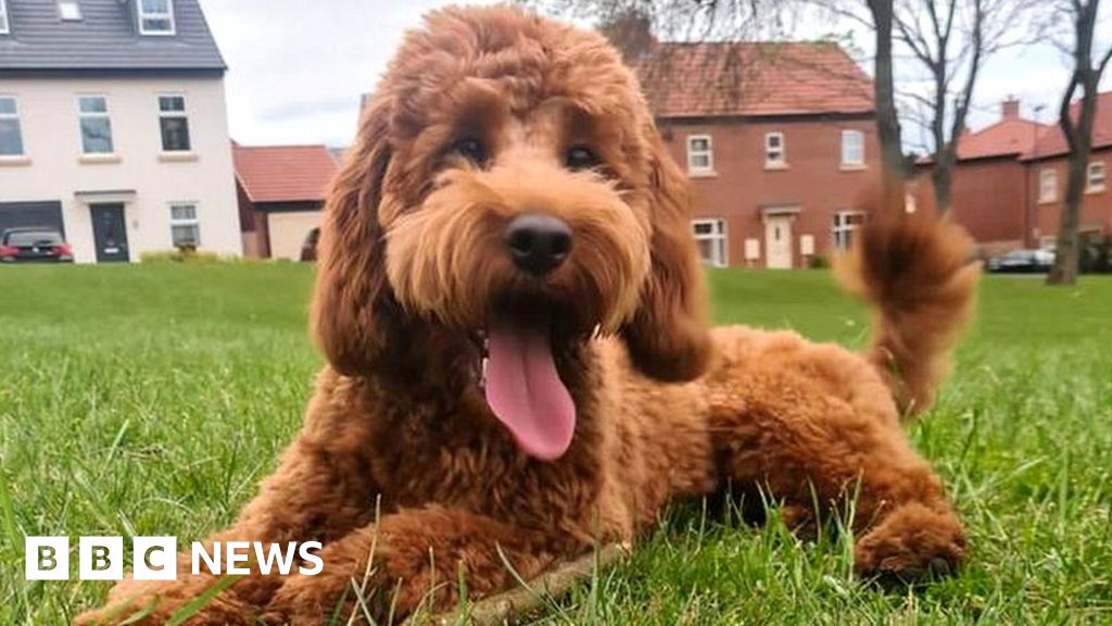 Derby owner will not give up search for stolen therapy dog