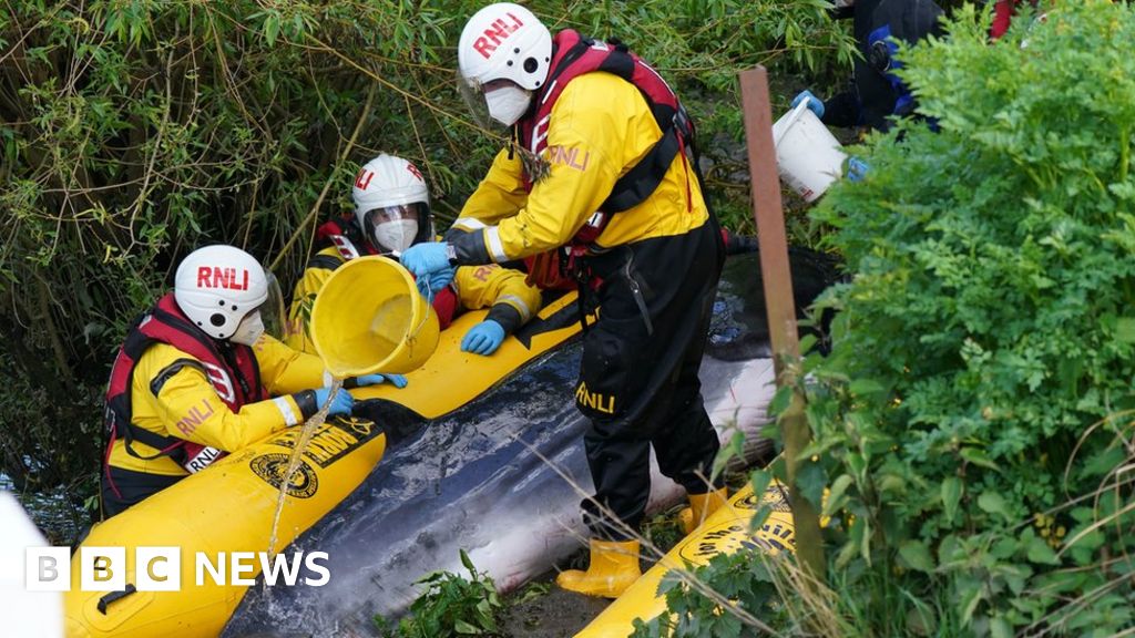 River Thames whale: Stranded baby minke is put down