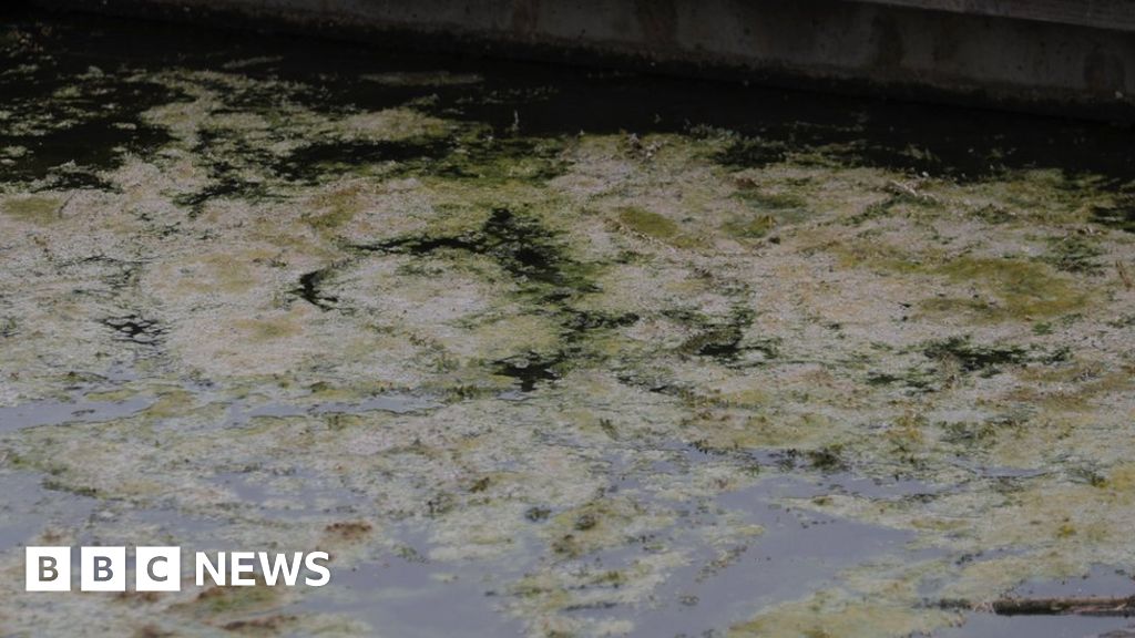 Conwy: Warning As Dog Dies From Suspected Algae Poisoning