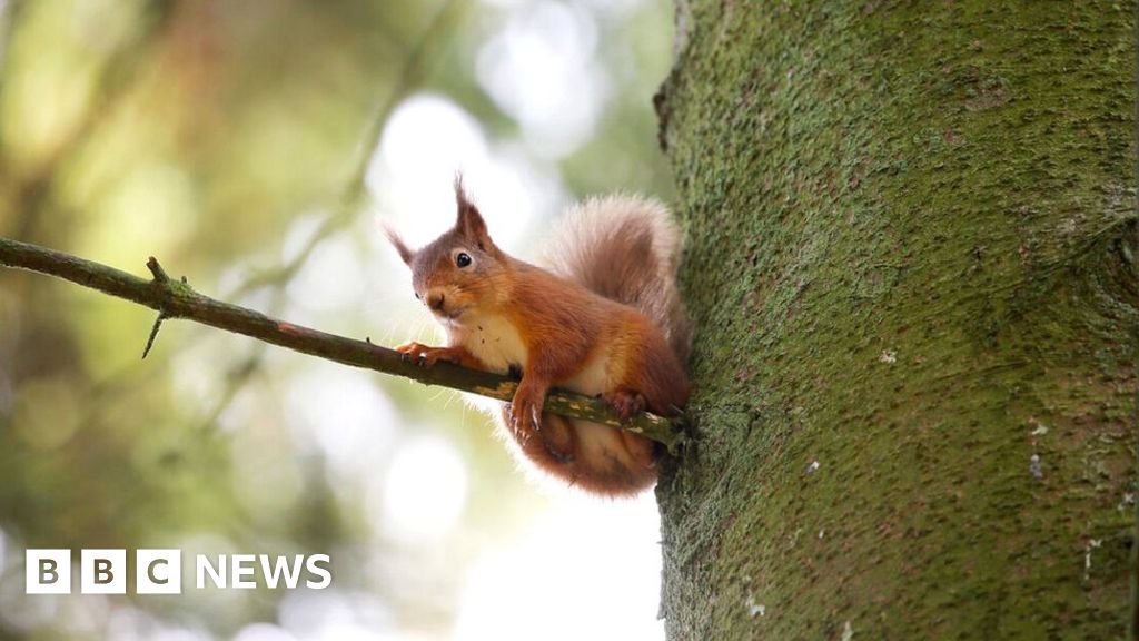 Disease that kills red squirrels moves north - Bashk.TV