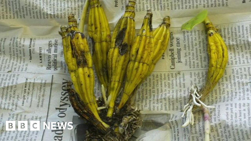 US battles to find and save illegally trafficked plants BBC News