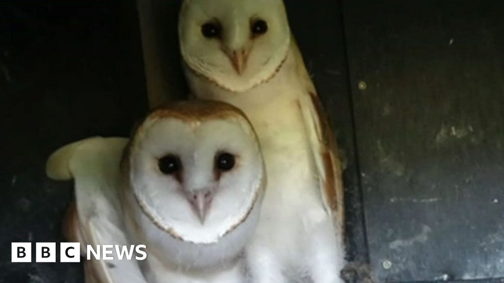 Nesting Boxes Boost Staffordshire Barn Owl Population Bbc News