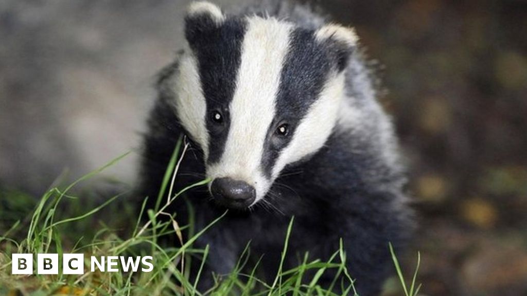 Badger cull to be replaced by vaccines in bovine TB fight