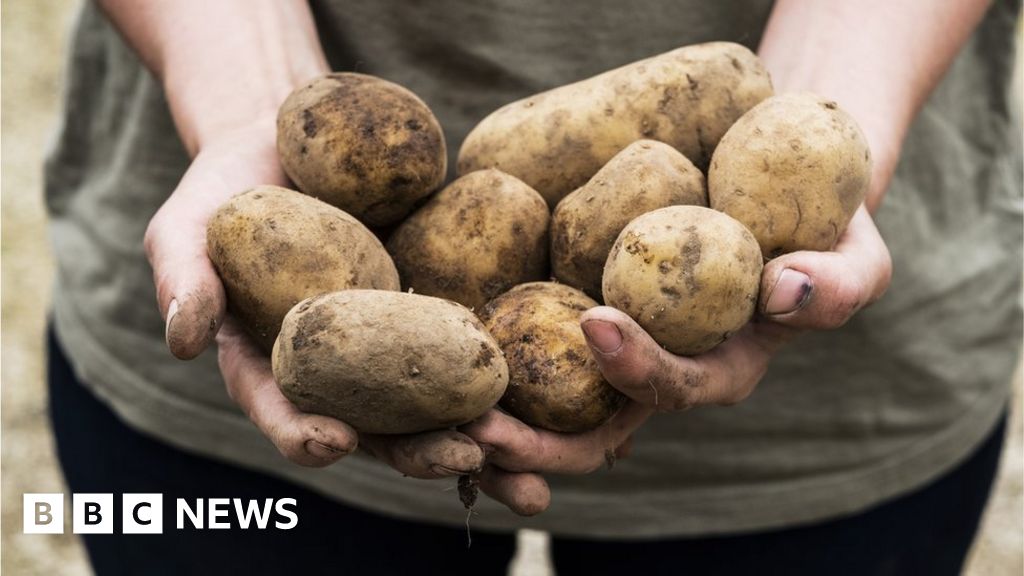 climate-change-are-potatoes-being-put-at-risk-by-warmer-weather