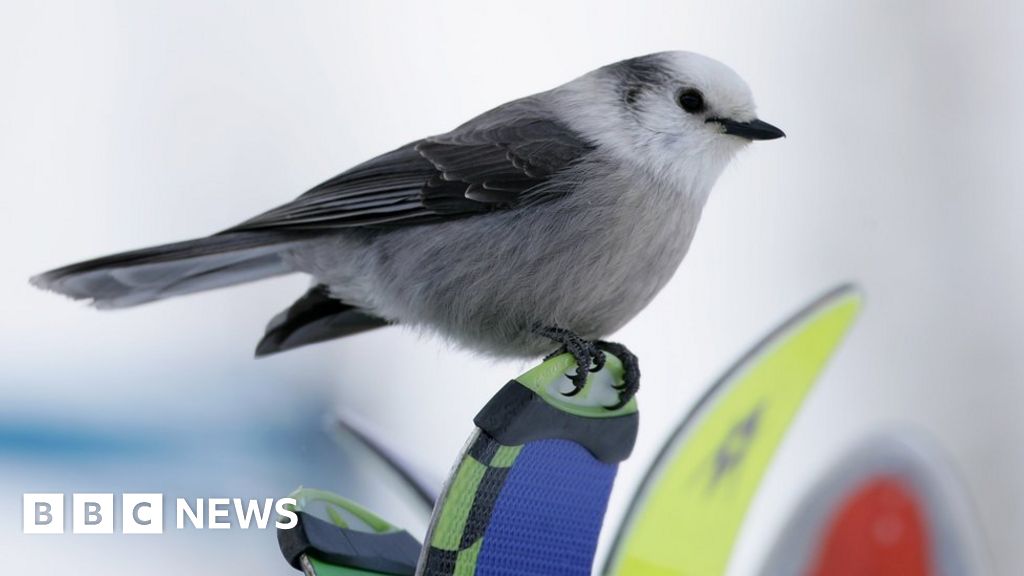 Canada's new national bird is the gray jay - BBC News