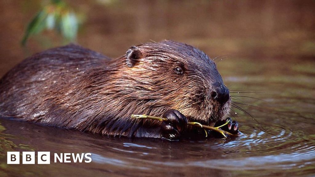 Reintroduced beavers to stay after being granted native species status