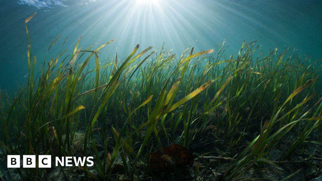 Climate change: Carbon-reducing seagrass planted off Welsh coast - BBC News