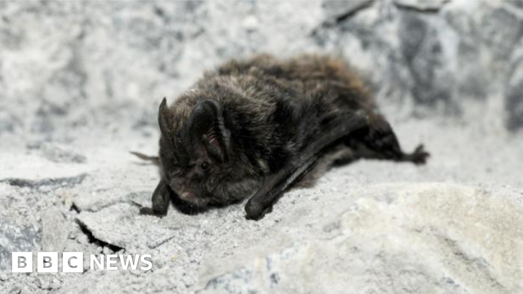 Hertfordshire fundraiser to help rare barbastelle and other bat habitats